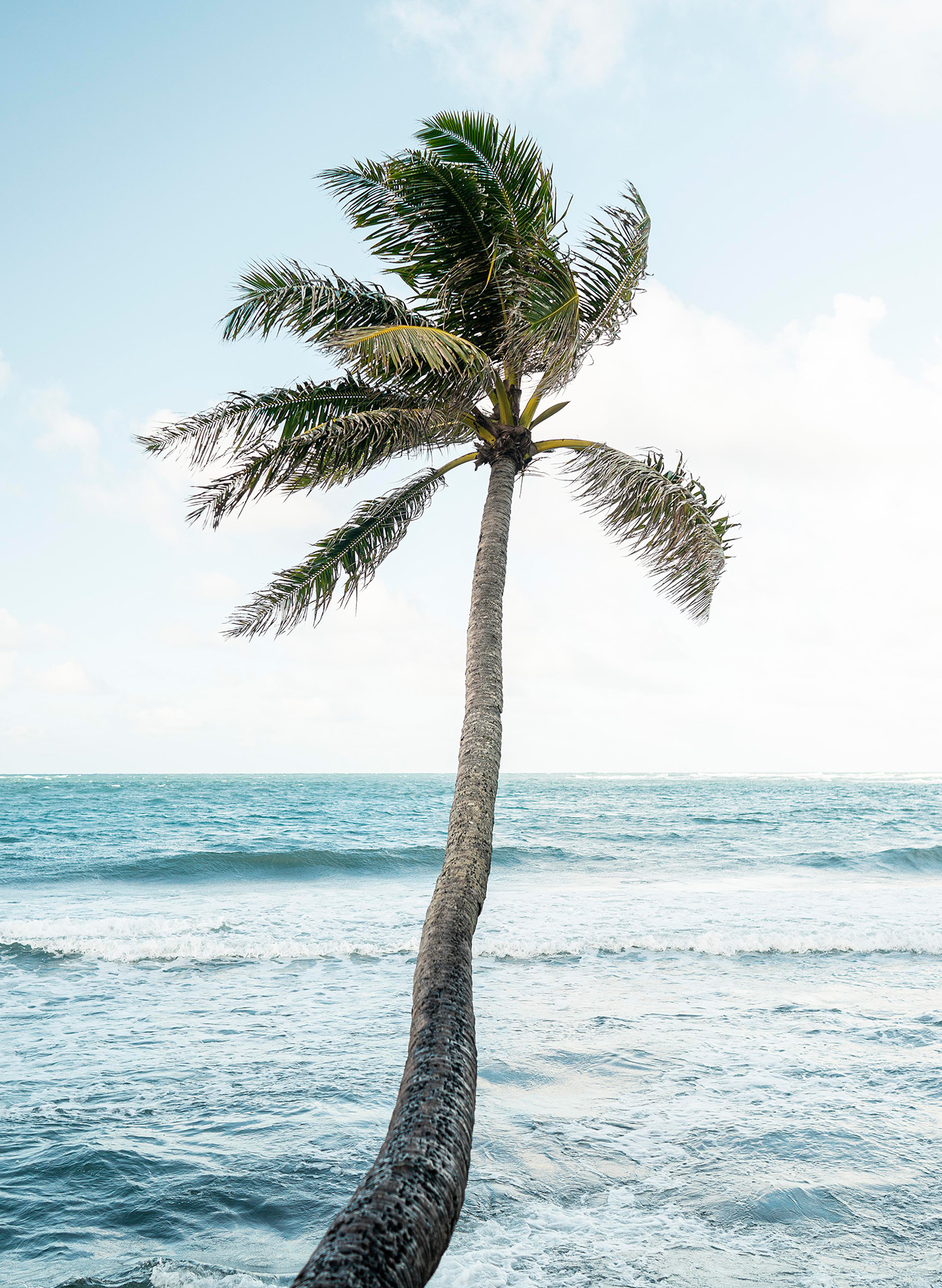 A coconut palm tree with the blue sea in the background