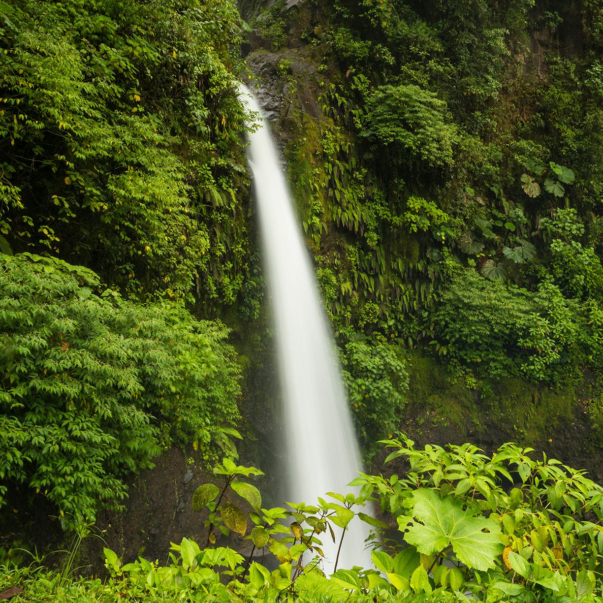 Cascada en medio de la selva tropical, rodeada de vegetación exuberante