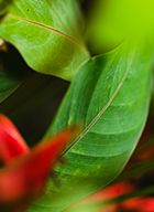 Naturaleza tropical con hoja verde y detalles rojos desenfocados