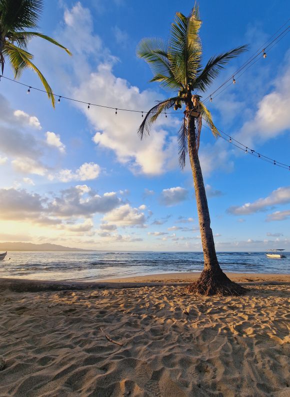 Outdoor aerial view with swimming pool among palm trees and tropical garden