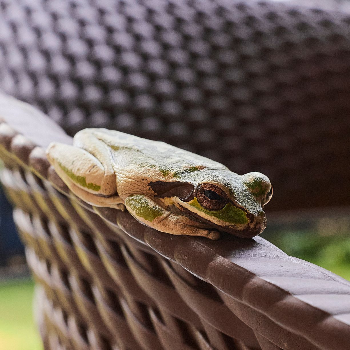 Jaguar entre la vegetación en la selva, iluminado por un rayo de luz tropical